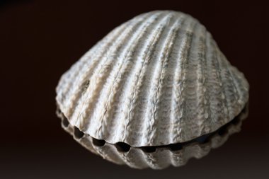 kabuk siyah arkaplanda