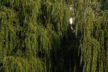 Şehrin ağaçlarda. Canlı doğa.