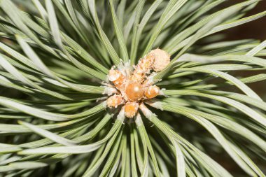 Ladin. Herdem yeşil güzel bitki. Rusya.