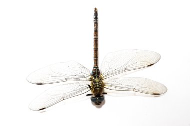 Yusufçuk, güzel böcek, beyaz arka planda oturuyor.