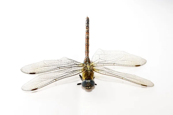 Dragonfly, vacker insekt, sitter på en vit bakgrund — Stockfoto