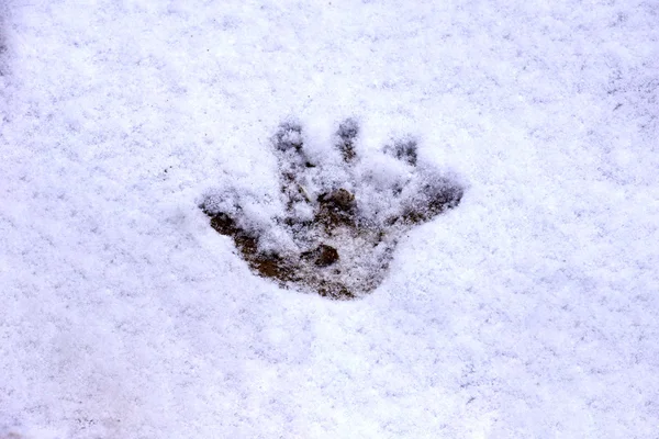 Отпечаток руки на снегу — стоковое фото