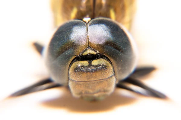하얀 배경에 앉아 있는 아름다운 곤충인 드래곤 파리 — 스톡 사진