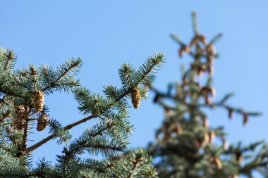 Şehir merkezinde büyüyen genç ağaç.