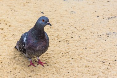 Şehir kuma oturan güvercin