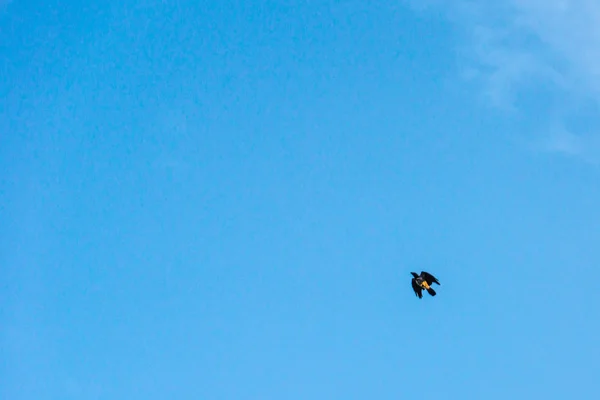 Schwarze Krähe fliegt hoch in den Himmel. — Stockfoto