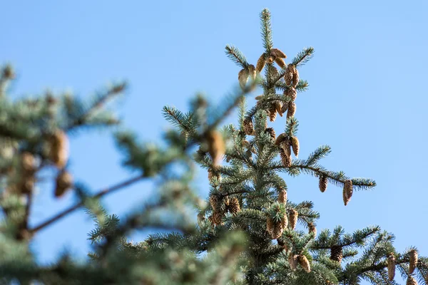 Young tree growing in the city center.