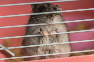 Gri hamster kafesinde oturur