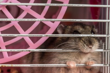 Gri hamster kafesinde oturur