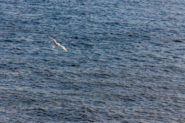 Seagull flying over the beautiful water surface — Stock Photo, Image