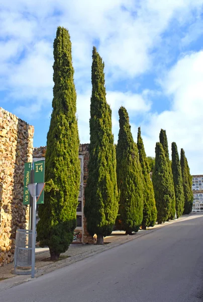 Cypress Trees Montjuic Cemetery Barcelona Spagna — Foto Stock