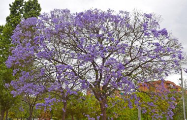 Barselona Spai parkındaki çiçek ağacı.