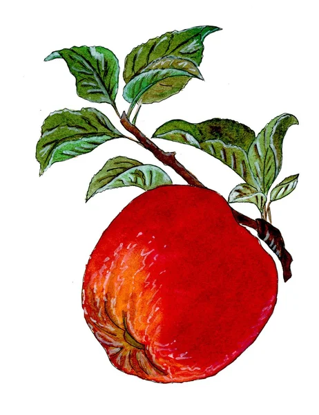 Äpple på brunch — Stockfoto