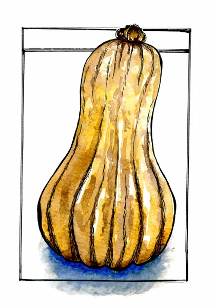 Illustration de courge musquée sur fond blanc . — Photo