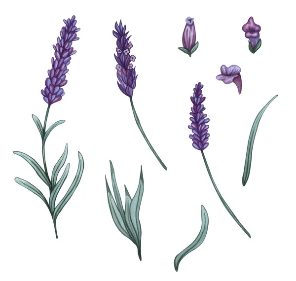 Lavendelblüten gesetzt. Aquarell-Illustrationen von Lavendelblüten und -blättern — Stockfoto
