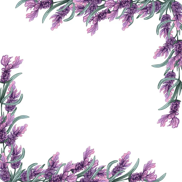 Lavender flowers frame. Watercolor hand drawn background. lavender illustration.