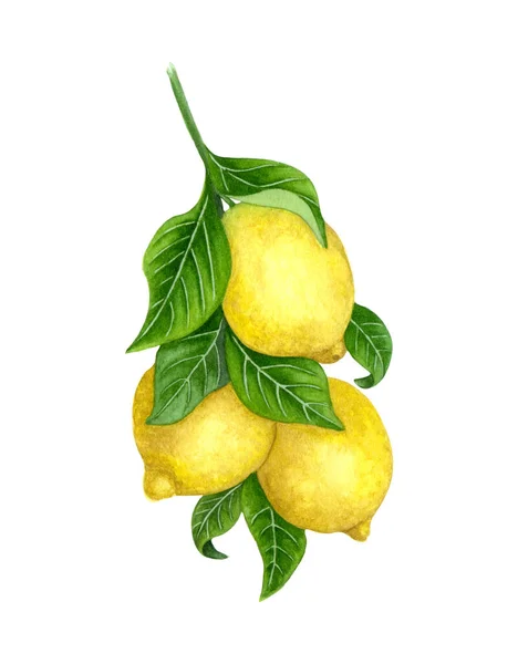 Lemons on a Branch. Watercolor lemon tree. illustration of yellow lemons on the branch of a lemon tree. — Stock Photo, Image