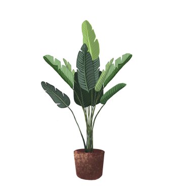 Saksı bitkisinin suluboya çizimleri. Beyaz arkaplanda izole edilmiş bir tencereye iğnele.