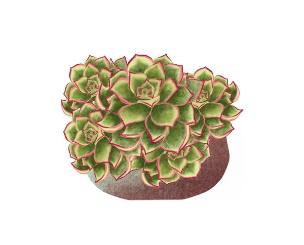 Aquarell-Illustrationen von Topfpflanzen. Plnat in einem Topf isoliert auf weißem Hintergrund. — Stockfoto