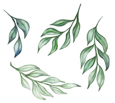 Beyaz arka planda izole edilmiş söğüt dalları. Yeşil dallar. Beyaz arkaplanda suluboya el çizimi.