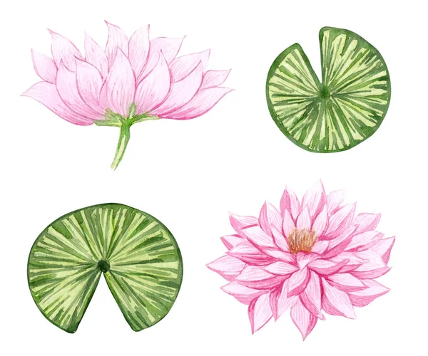 Zestaw akwarelowych lilii wodnych. Różowe Lilie ilustracji. Ręcznie rysowane kwiaty jeziora. — Zdjęcie stockowe