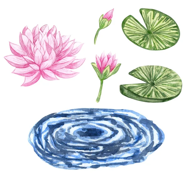 Zestaw akwarelowych lilii wodnych. Różowe Lilie ilustracji. Ręcznie rysowane kwiaty jeziora. — Zdjęcie stockowe