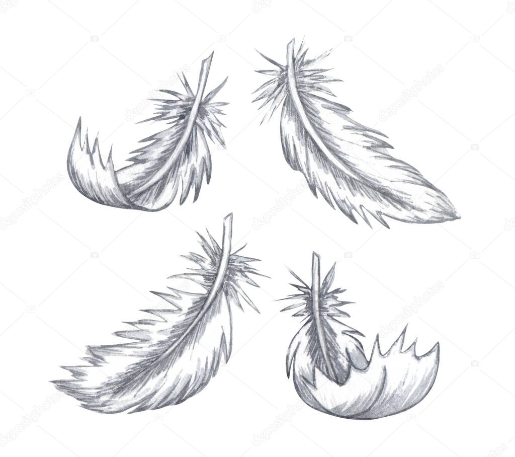 Watercolor feather set. Hand drawn white feathers isolated on white background