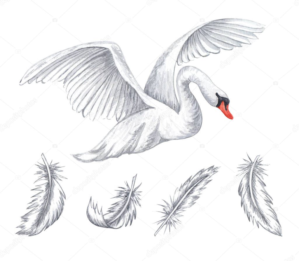 Watercolor illustration of flying white swan. Hand drawn white feathers isolated on white background. love concept