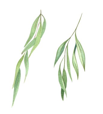 Söğüt dalları suluboya seti. Bahar dalları. Paskalya süsleri. Beyaz arkaplanda el çizimi ögeler izole.