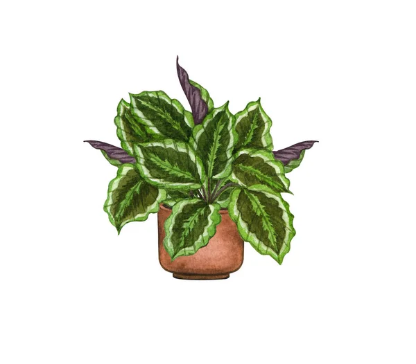 Calathea, planta de sala na panela, isolado em fundo branco. Watercolor potted ilustração da planta. Decoração de casa — Fotografia de Stock