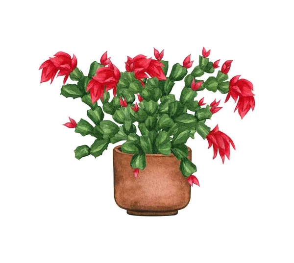 Bloeiende kerstcactus in een pot. Aquarelillustratie geïsoleerd op witte achtergrond. Woonplant — Stockfoto