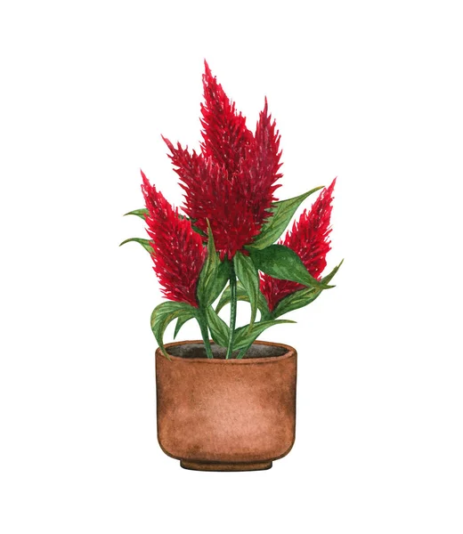 Kvetoucí červený kohoutí hřeben v hrnci. Akvarelové ilustrace izolované na bílém pozadí. Houseplant — Stock fotografie