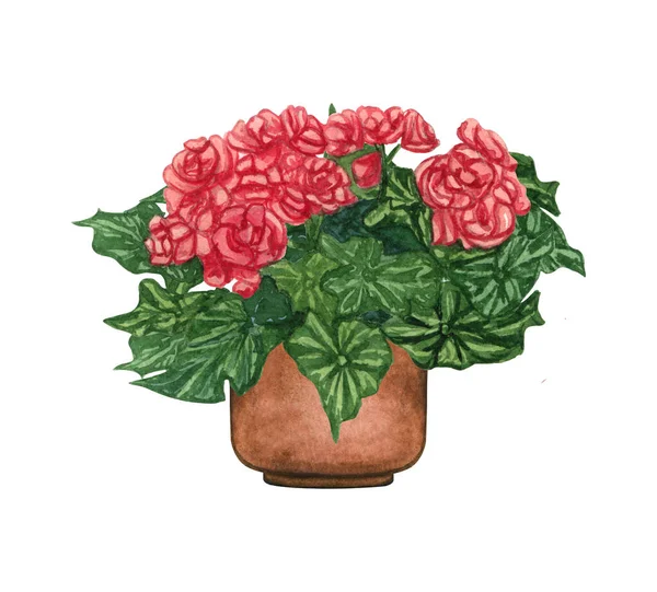 Ilustração aquarela de Eliator Begonia em um pote. Plantas de sala em vaso isoladas em branco. — Fotografia de Stock