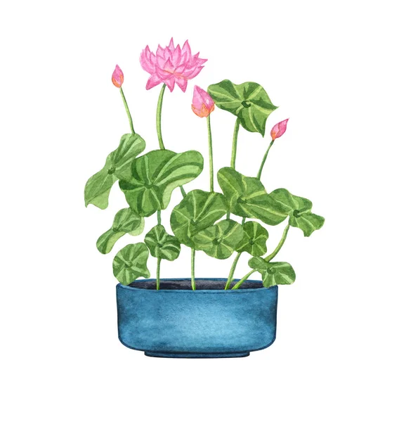 Watercolor illustration of Lotus in a pot. Potted houseplants isolated on white. — Stock Photo, Image