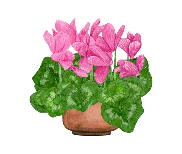 Akwarelowa ilustracja Pink Cyclamen w garnku. Rośliny doniczkowe izolowane na białym. — Zdjęcie stockowe