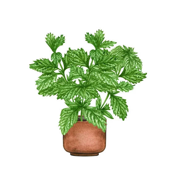 Μέντα, φυτό εσωτερικού χώρου στην κατσαρόλα, απομονωμένο σε λευκό φόντο. Υδατογραφία γλάστρα εικονογράφηση. Αρχική διακόσμηση — Φωτογραφία Αρχείου