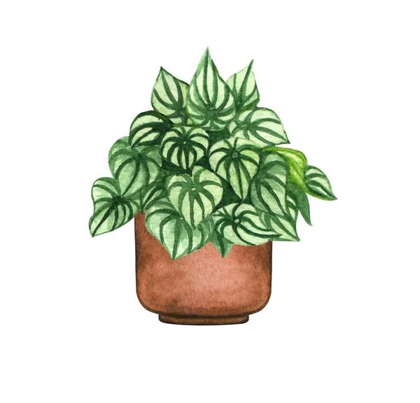 Peperomia, planta de sala no pote, isolado em fundo branco. Watercolor potted ilustração da planta. Decoração de casa — Fotografia de Stock