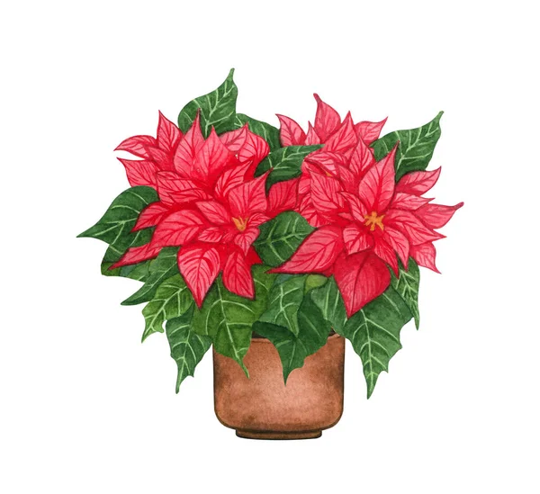 Aquarell-Illustration von Poinsetia im Topf. Topfpflanzen isoliert auf weiß. — Stockfoto