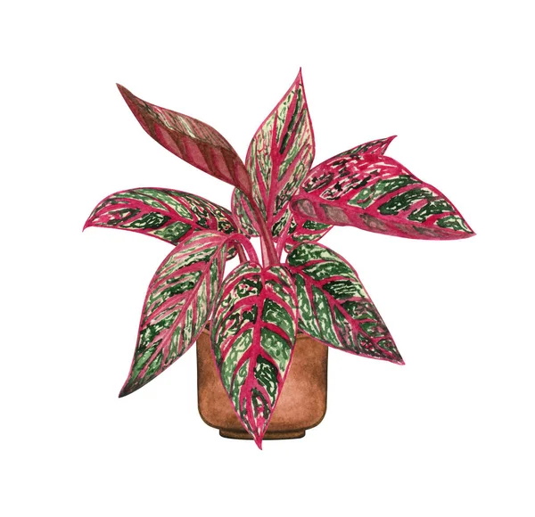 Red Agleanom planta, planta da casa no pote, isolado no fundo branco. Watercolor potted ilustração da planta. Decoração de casa — Fotografia de Stock