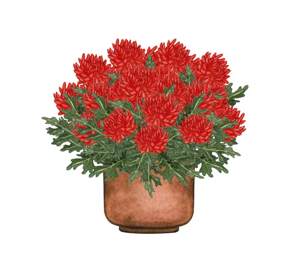 Watercolor illustration of Red Mums in a pot. Potted houseplants isolated on white. — Stock Photo, Image