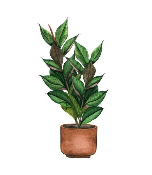 Planta de borracha, planta de sala no pote, isolado em fundo branco. Watercolor potted ilustração da planta. Decoração de casa — Fotografia de Stock