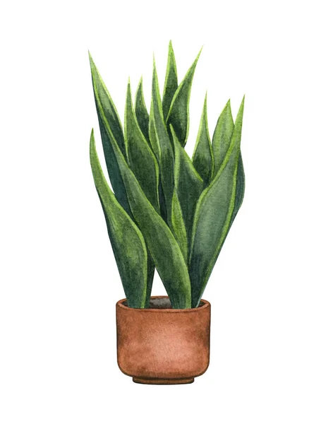 Pianta Serpente, pianta d'appartamento in vaso, isolata su fondo bianco. Illustrazione della pianta in vaso acquerello. Arredo casa — Foto Stock