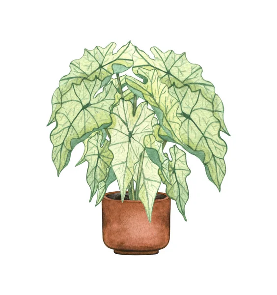 Caladiuma branco, planta da casa no potenciômetro, isolado no fundo branco. Watercolor potted ilustração da planta. Decoração de casa — Fotografia de Stock