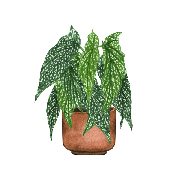 Hvitis-begonia, husplante i kjelen, isolert på hvit bakgrunn. Illustrasjon av potteplanter med vannfarger. Hjemmedekorasjon – stockfoto