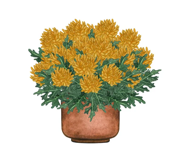 Aquarel illustratie van Gele Mums in een pot. Potplanten geïsoleerd op wit. — Stockfoto