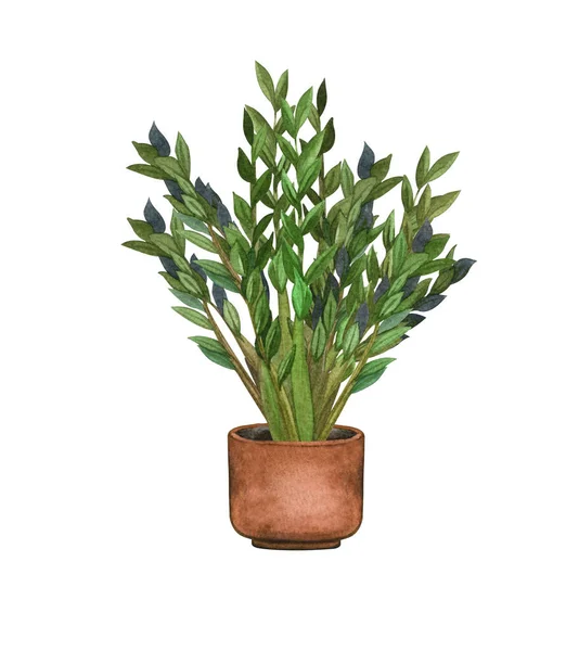 ZZ Plant, plante d'intérieur dans le pot, isolé sur fond blanc. Illustration de plantes en pot aquarelle. Décor de maison — Photo