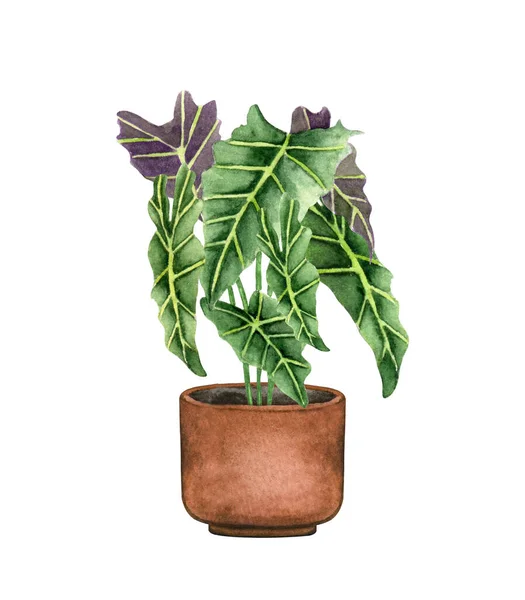 Alocasia plante d'intérieur dans le pot, isolé sur fond blanc. Illustration de plantes en pot aquarelle. Décor de maison. — Photo