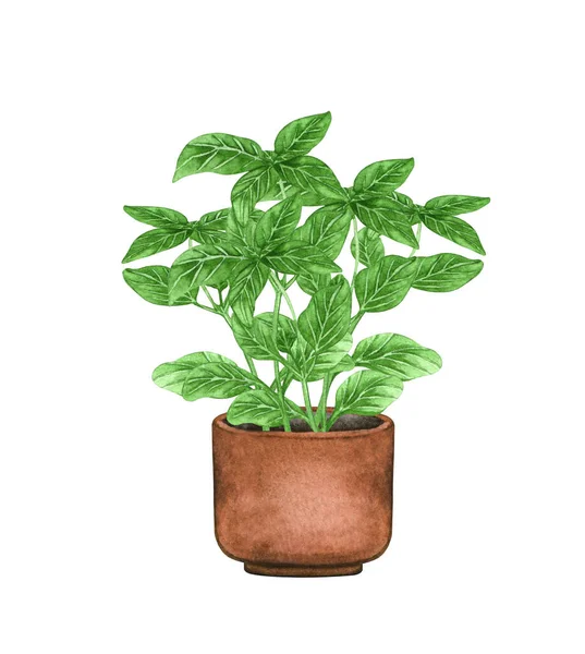 Basilicum plant,, kamerplant in de pot, geïsoleerd op witte achtergrond. Aquarel potplant illustratie. Home decor — Stockfoto