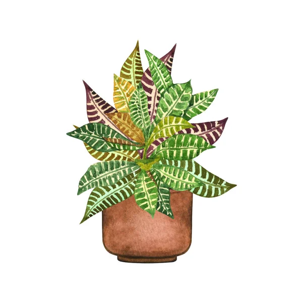 Plante d'intérieur Croton dans le pot, isolée sur fond blanc. Illustration de plantes en pot aquarelle. Décor de maison. — Photo