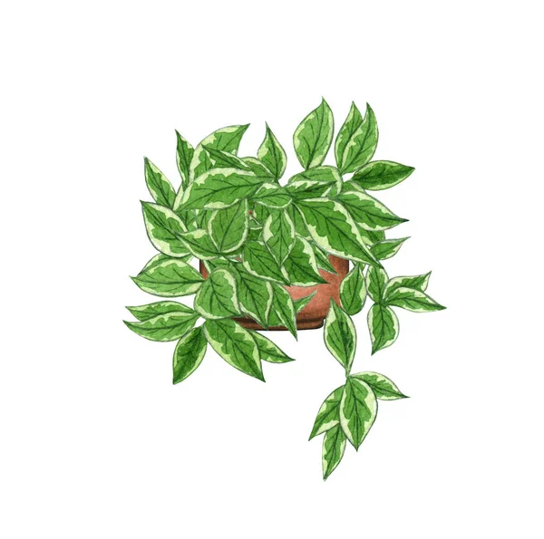 Hoya Krimsone Queen, planta da casa no pote, isolado em fundo branco. Watercolor potted ilustração da planta. Decoração de casa — Fotografia de Stock